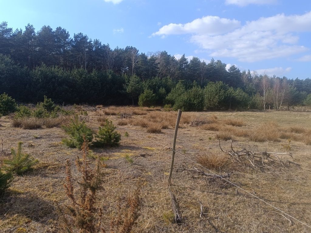 Działka rolno-budowlana Antoniew. Zdjęcie 7