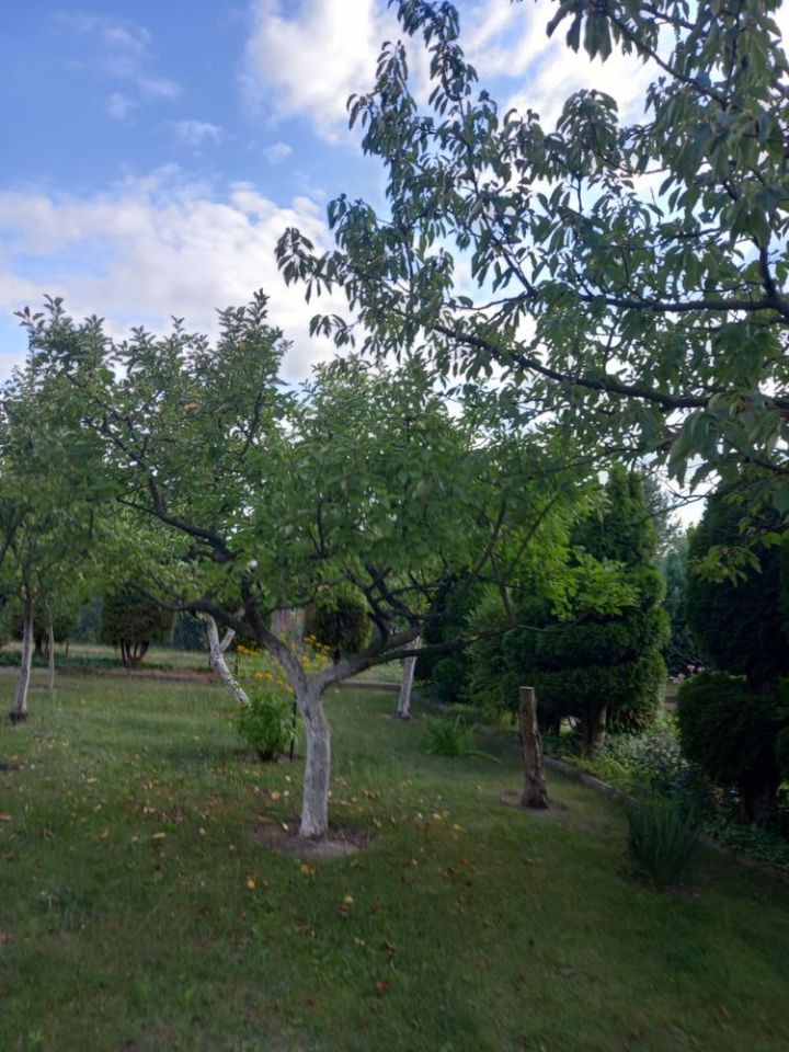 Działka rod Skierniewice. Zdjęcie 7