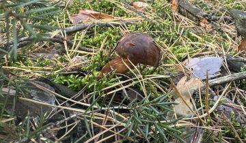 Działka rekreacyjna Popowo-Letnisko, ul. Chmielna