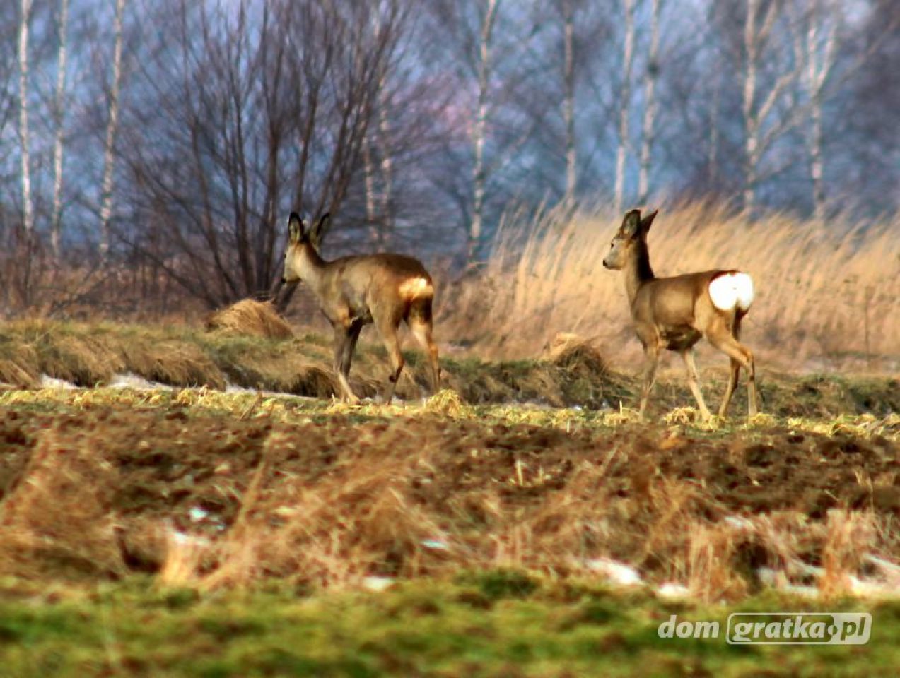 Działka rolno-budowlana Dobra-Nowiny, ul. Marii Piotrowiczowej. Zdjęcie 7