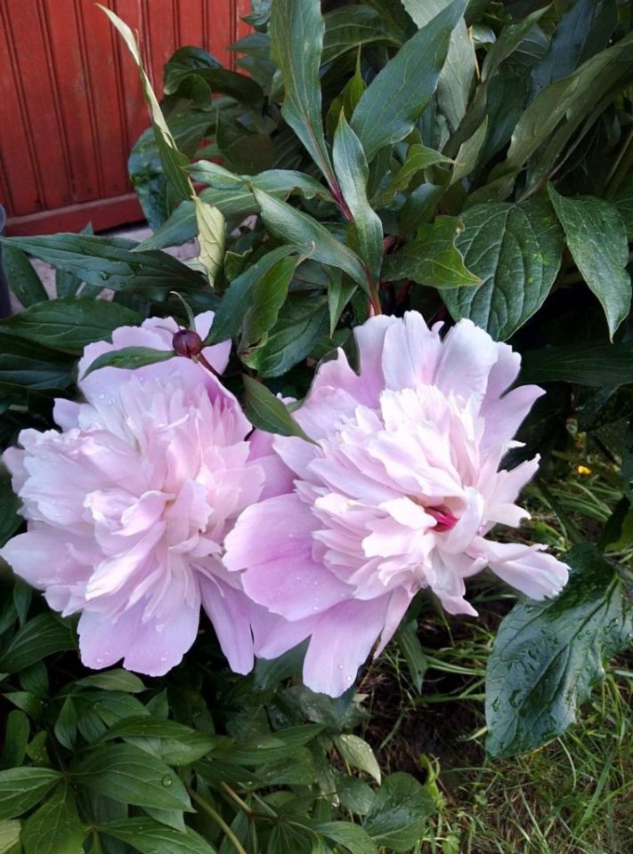 Działka rod Szczecin, ul. Bajeczna. Zdjęcie 6