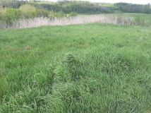 Działka inwestycyjna Nowy Borek. Zdjęcie 2