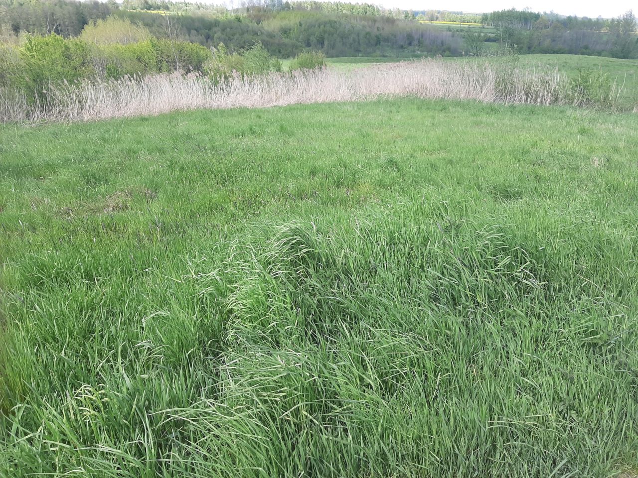 Działka inwestycyjna Nowy Borek. Zdjęcie 3