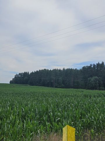Działka leśna Pasieka. Zdjęcie 6