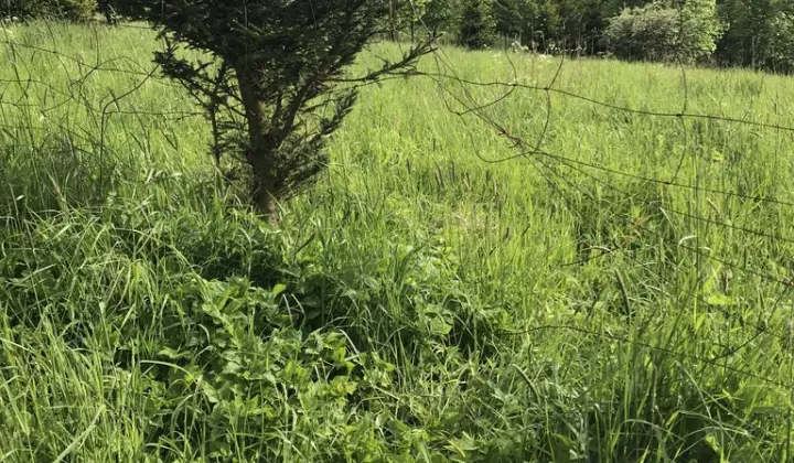 Działka budowlana Walim, ul. Anny Jagiellonki