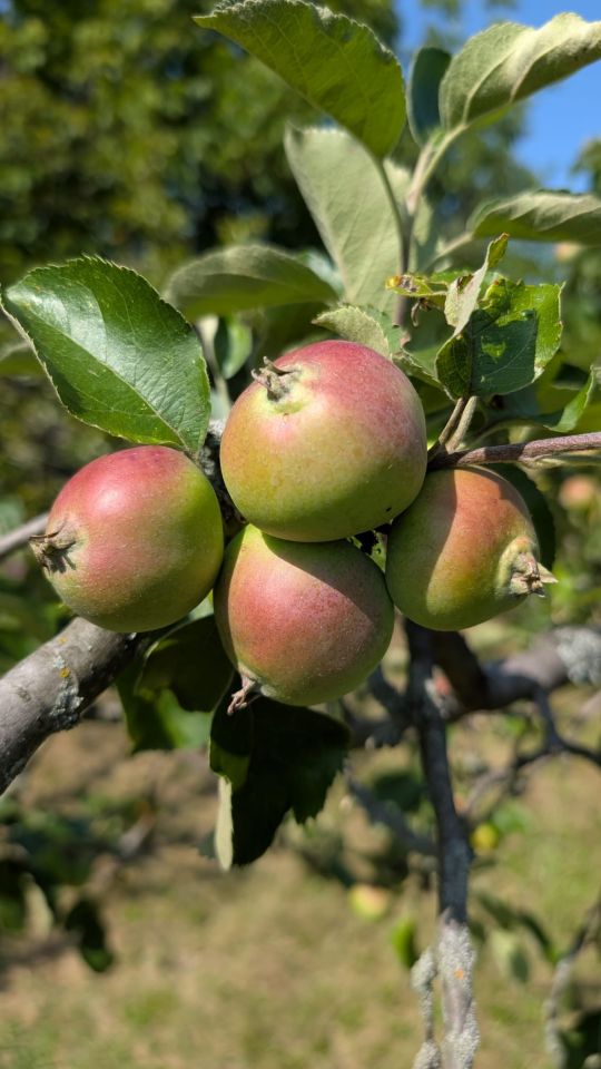 Działka rod Wrocław Księże Małe, ul. Zabrzańska. Zdjęcie 8