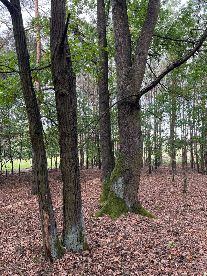 Działka siedliskowa Witkowice. Zdjęcie 2