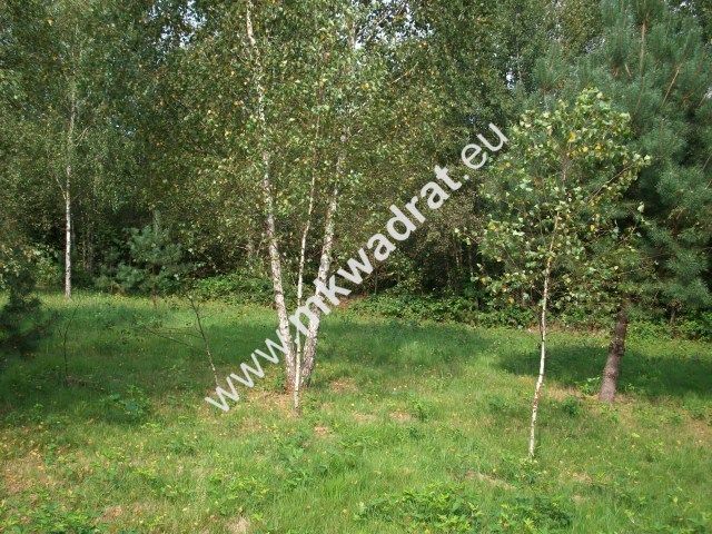 Działka siedliskowa Zimna Woda. Zdjęcie 1