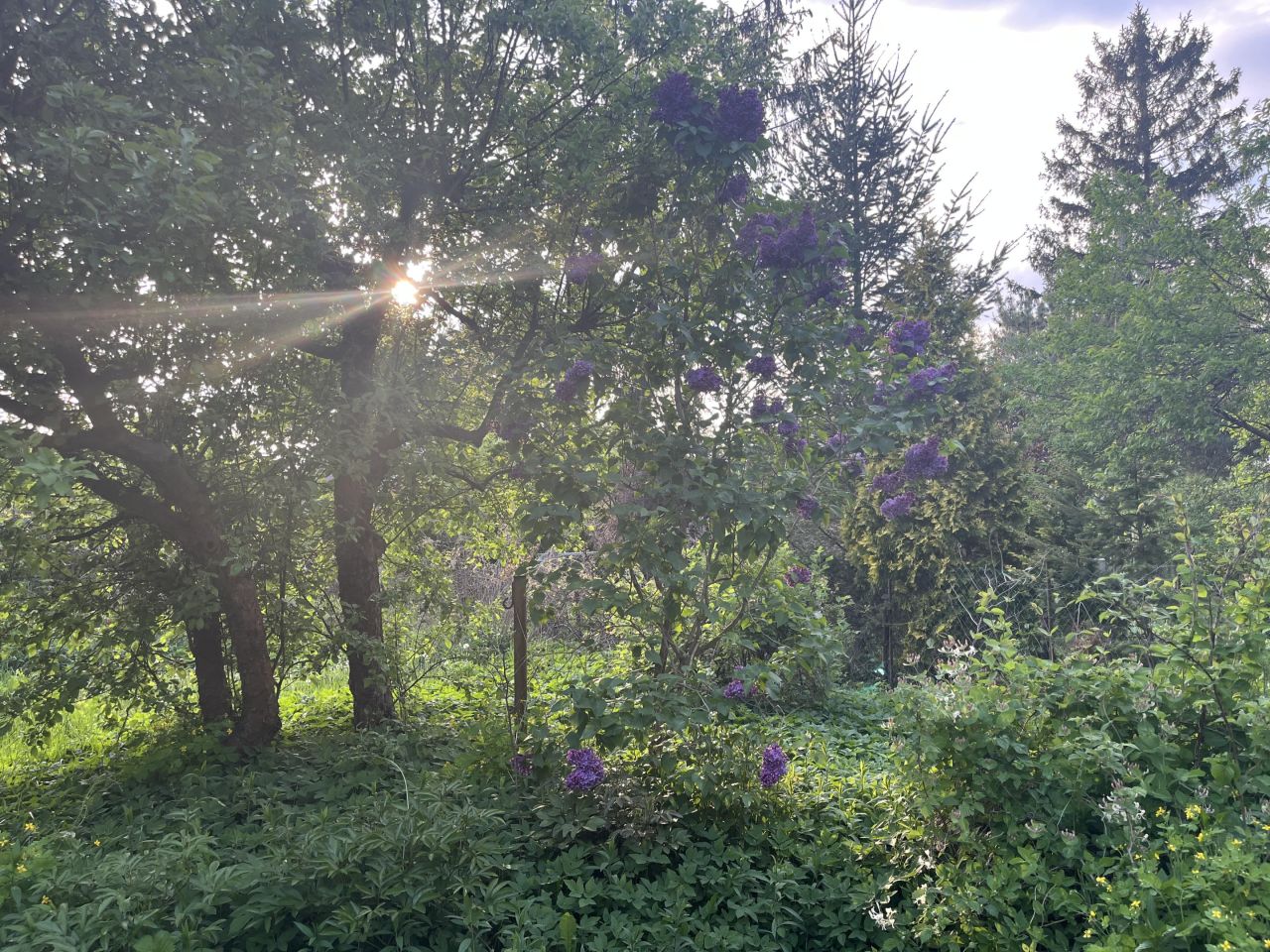 Działka rekreacyjna Warszawa Wawer, ul. Skalnicowa