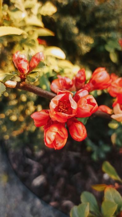 Działka rod Gdańsk Przymorze. Zdjęcie 4