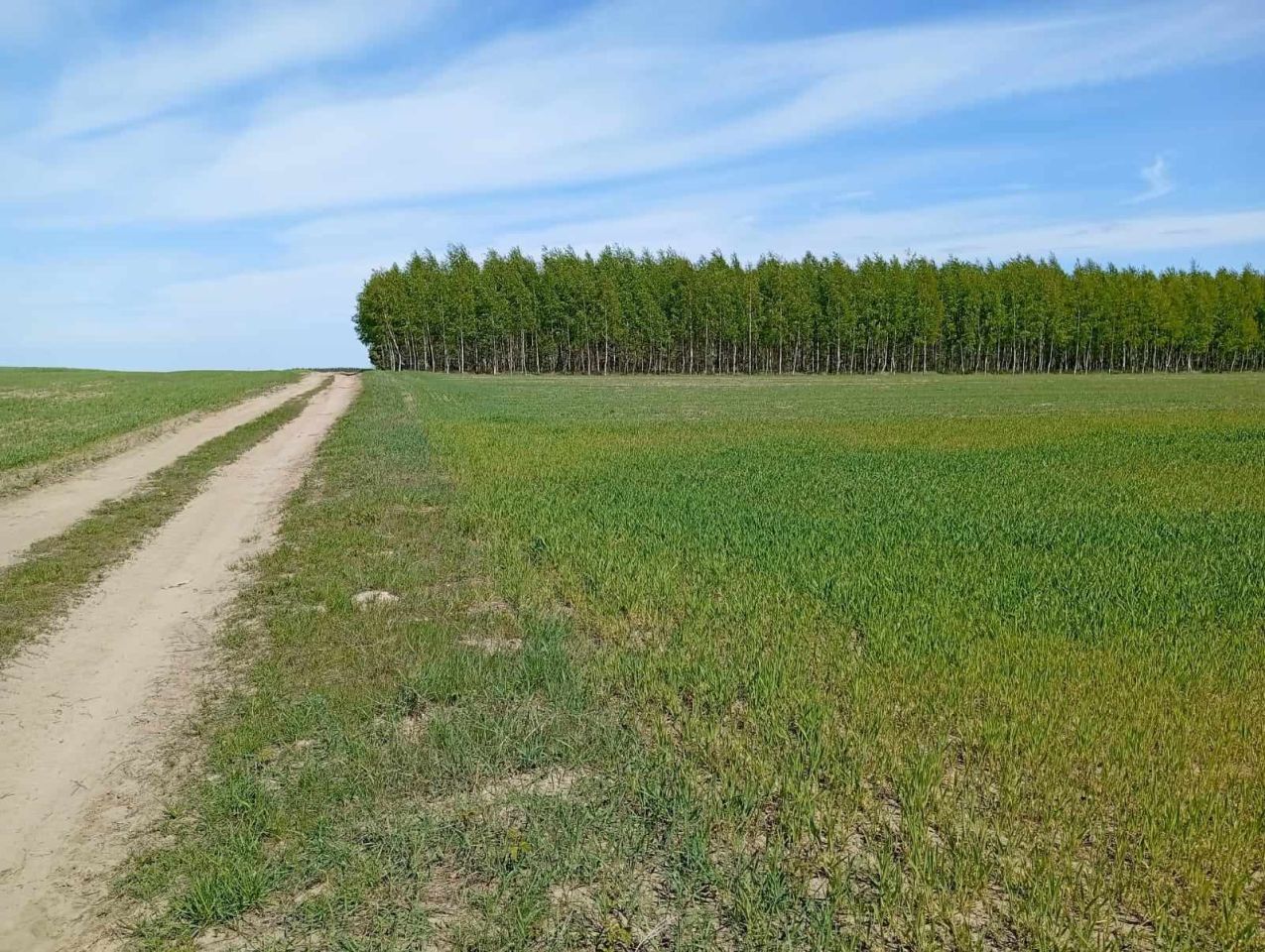 Działka rolno-budowlana Plutycze