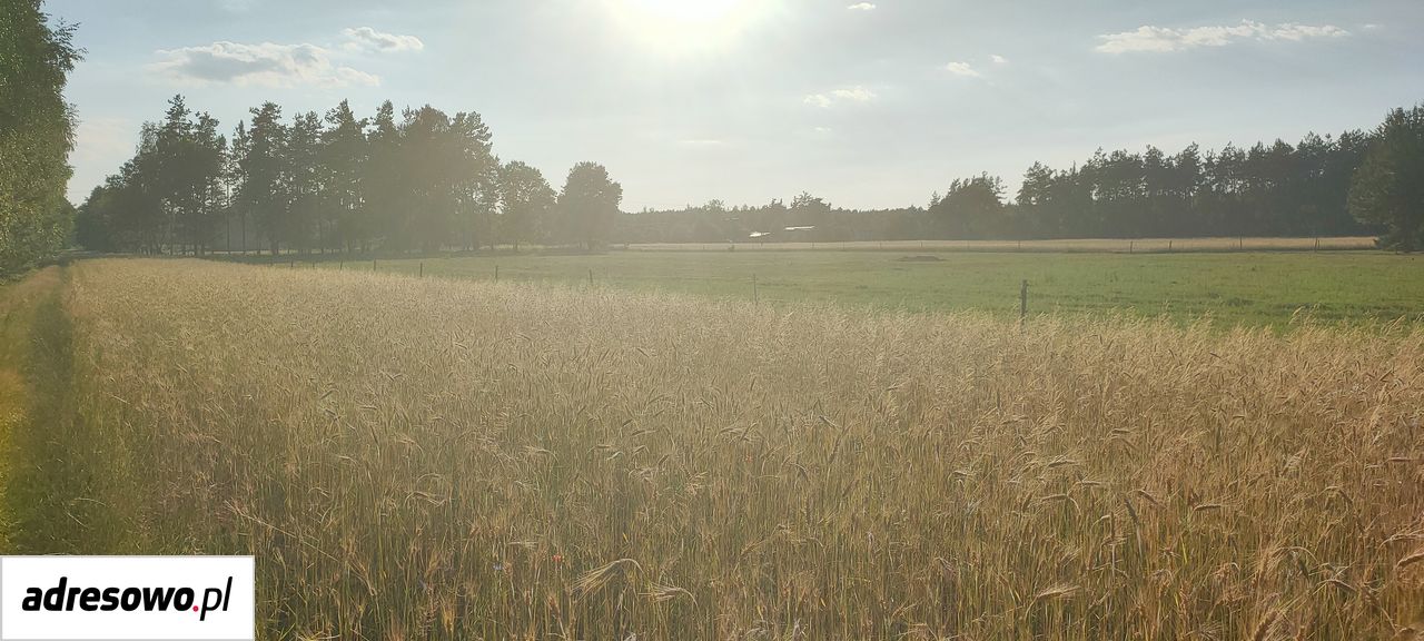 Działka rolno-budowlana Miłkowska Karczma. Zdjęcie 2