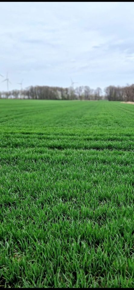 Działka siedliskowa Nowa Wieś Złotoryjska. Zdjęcie 17