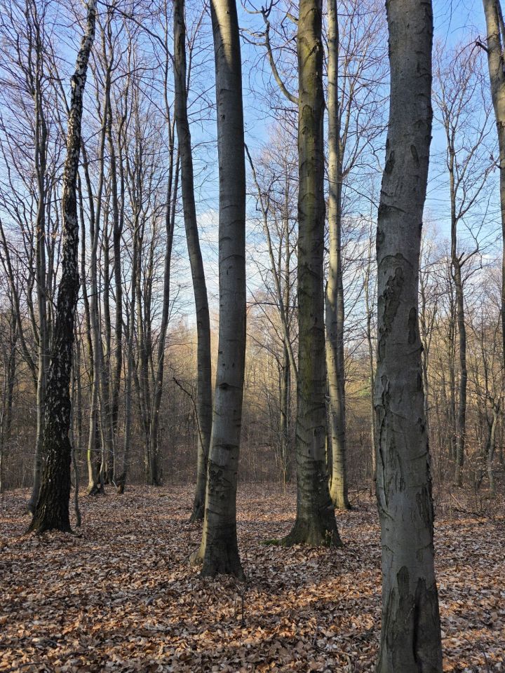 Działka leśna Pilica. Zdjęcie 2