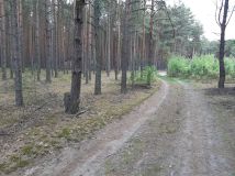 Działka leśna Ponikła. Zdjęcie 2