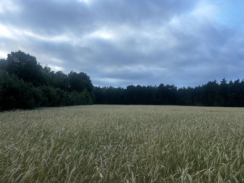 Działka budowlana Grabal. Zdjęcie 1