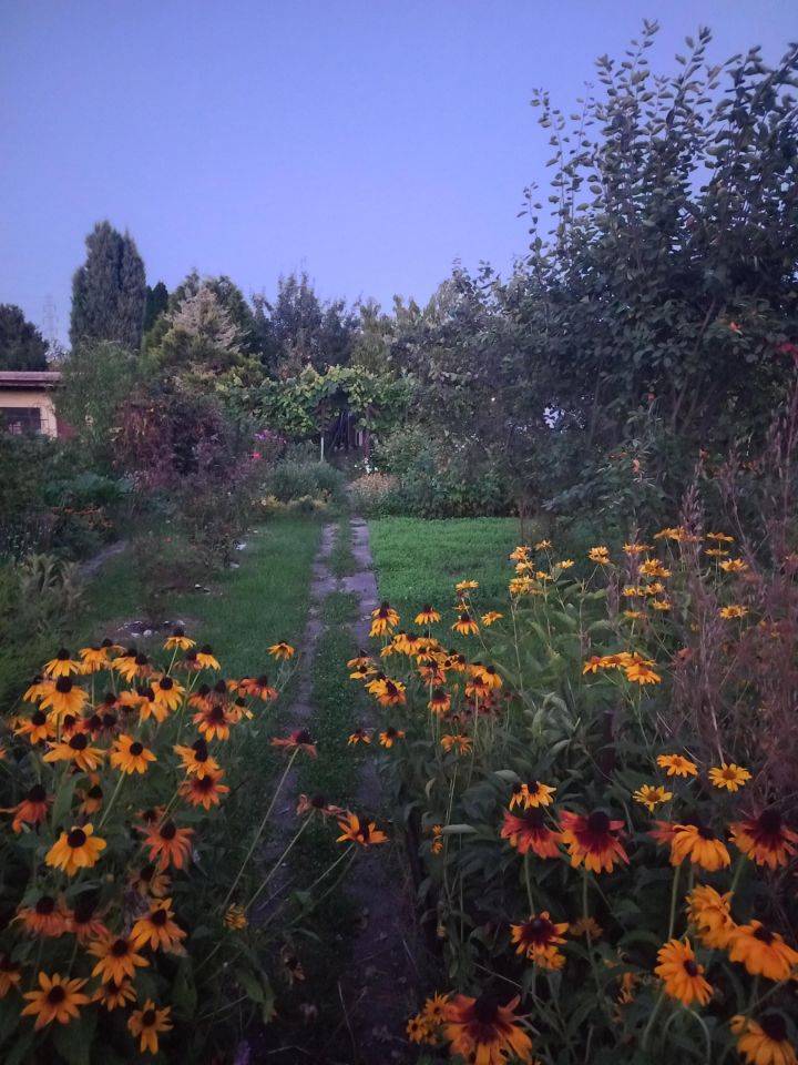 Działka rod Wrocław Szczepin, ul. Starogroblowa. Zdjęcie 5