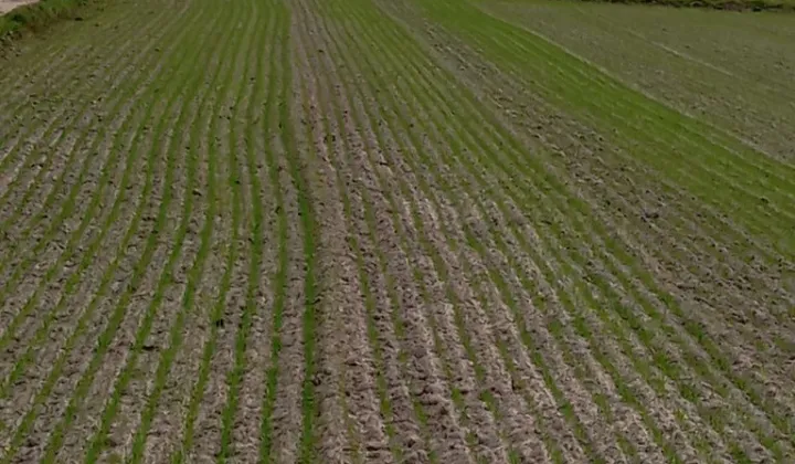 Działka rolno-budowlana Chajęty