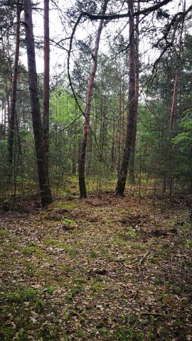 Działka leśna Żagliny. Zdjęcie 1