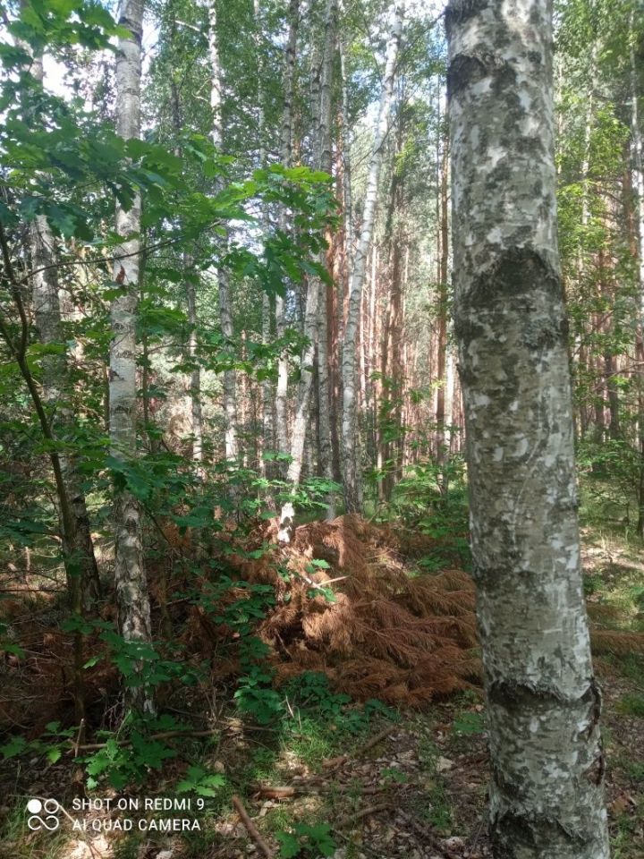 Działka leśna Janik. Zdjęcie 5