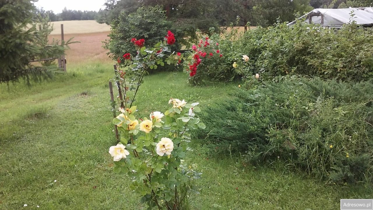 Działka siedliskowa Wólka. Zdjęcie 13