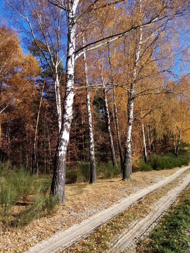 Działka budowlana Żarnów, ul. Leśna. Zdjęcie 4
