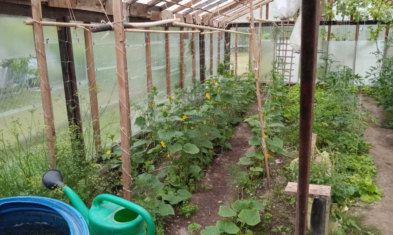 Działka rod Koszalin, ul. Holenderska. Zdjęcie 7