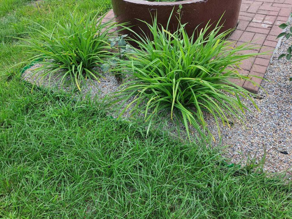 Działka rod Szamotuły. Zdjęcie 5