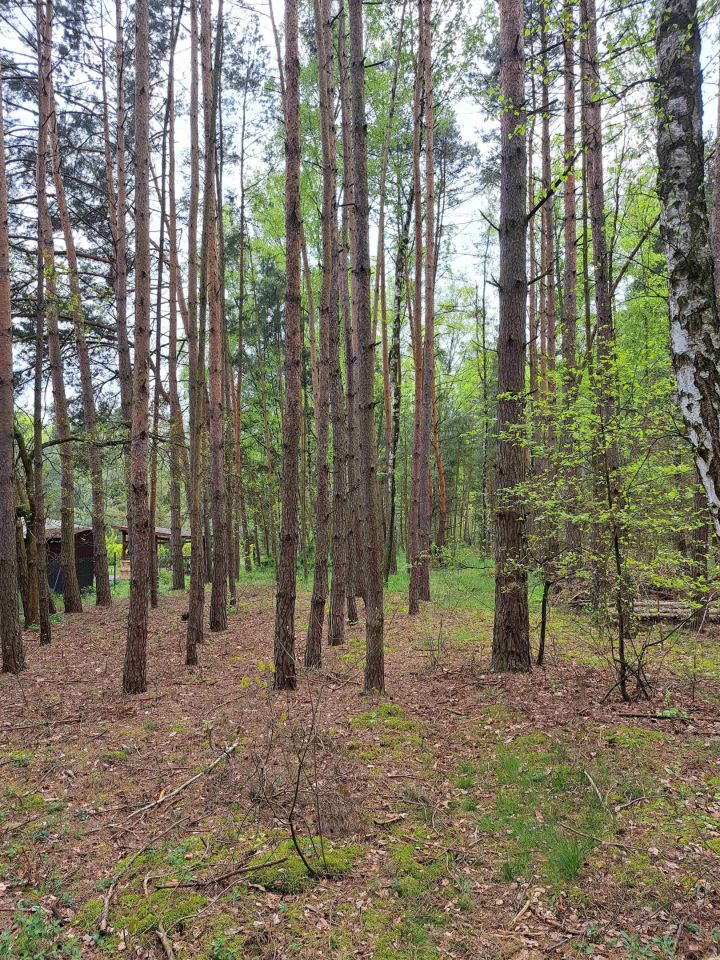 Działka leśna Dziektarzew. Zdjęcie 4