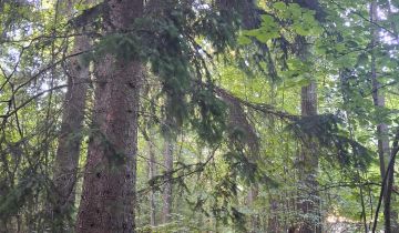 Działka leśna Wojciechów