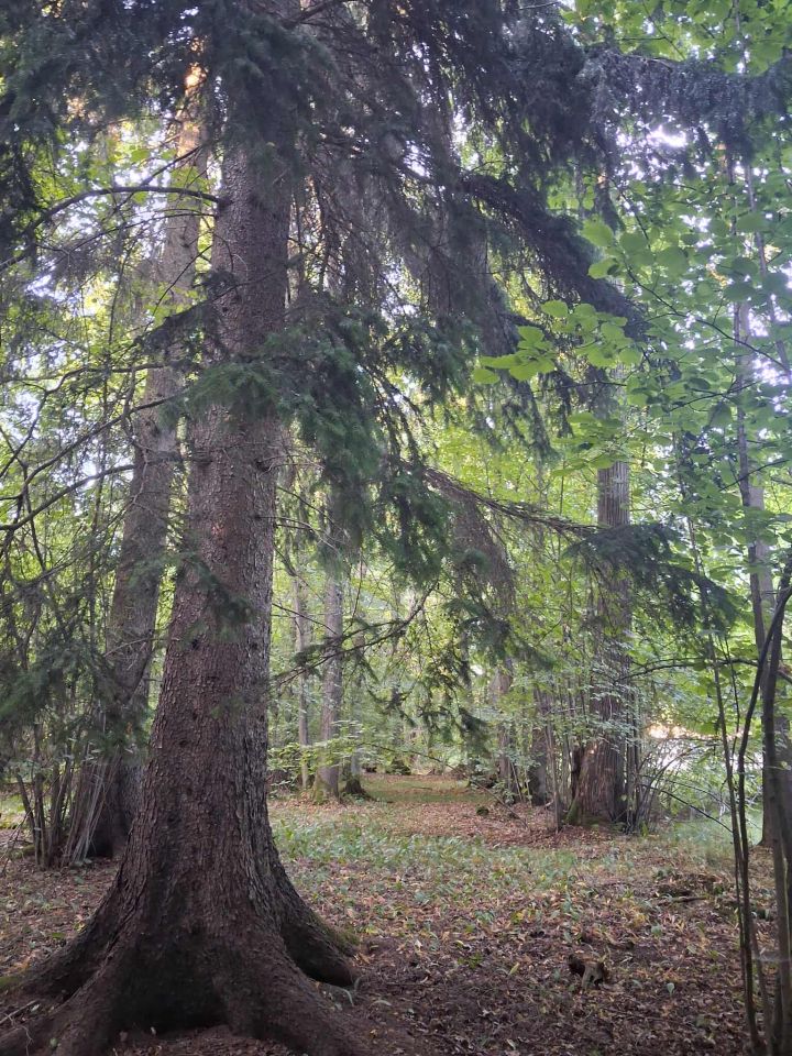 Działka leśna Wojciechów. Zdjęcie 2