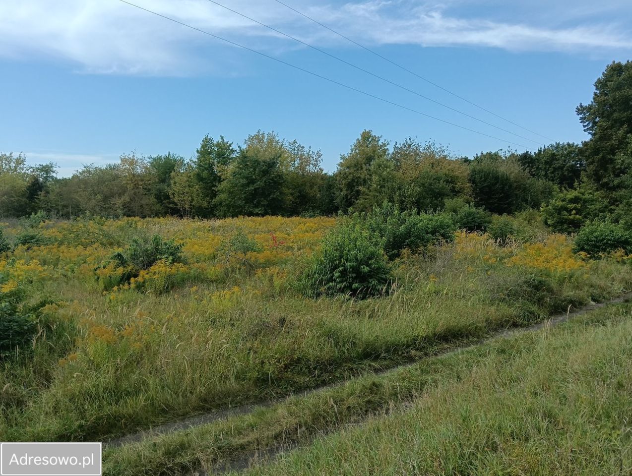 Działka rolna Police. Zdjęcie 3