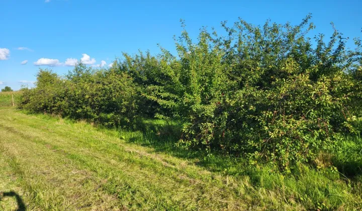 Działka budowlana Brzozów-Kolonia