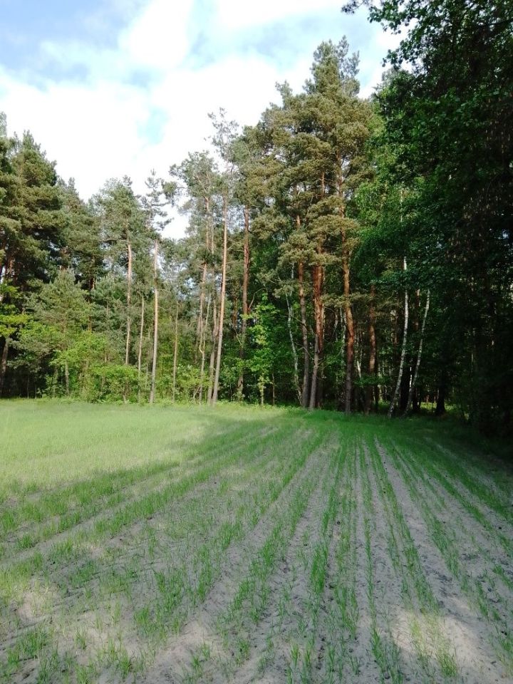 Działka rolno-budowlana Zofia. Zdjęcie 6