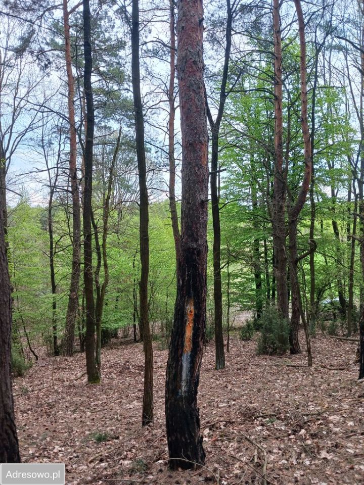 Działka Michałów. Zdjęcie 8