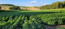 Działka rolno-budowlana Rudołowice. Zdjęcie 2