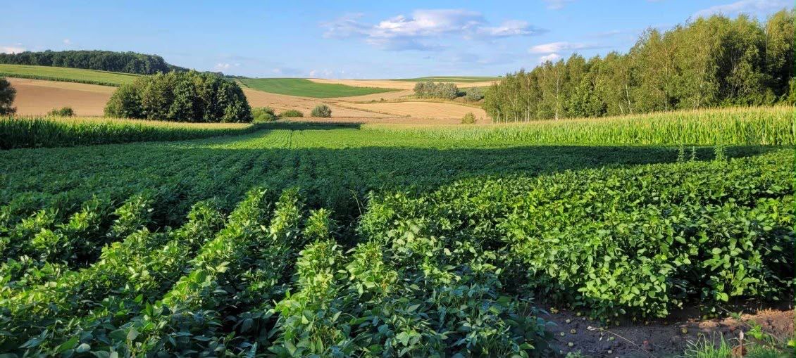 Działka rolno-budowlana Rudołowice. Zdjęcie 3