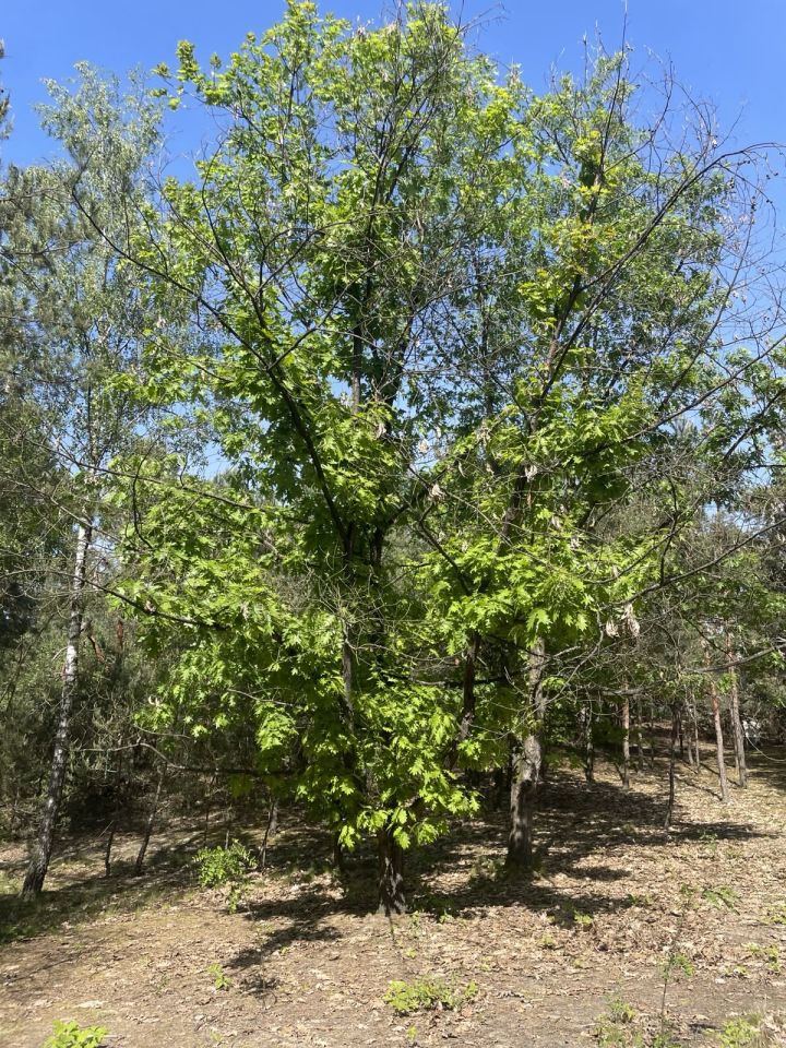 Działka budowlana Mniszew. Zdjęcie 11