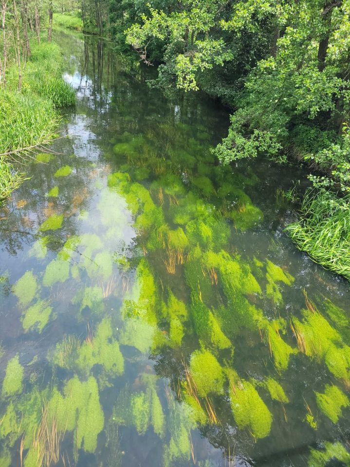 Działka rekreacyjna Dąbek. Zdjęcie 2