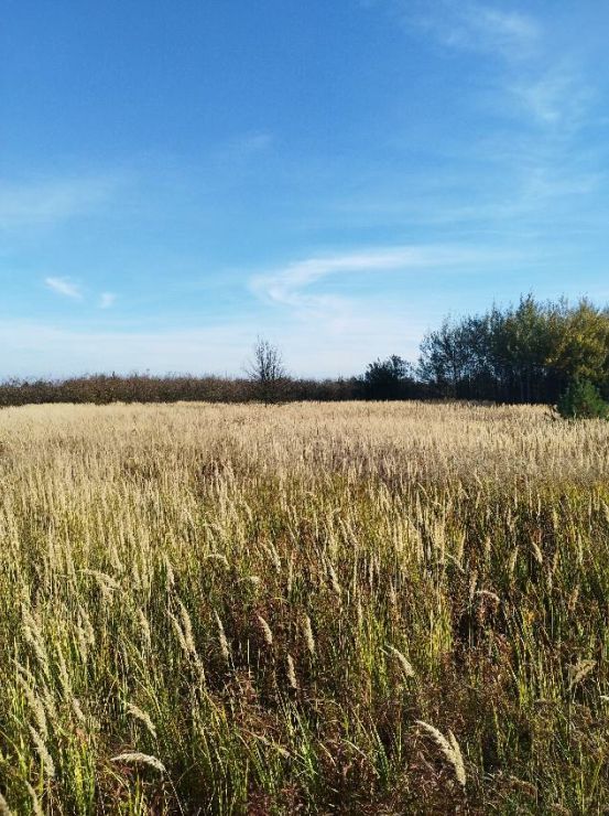 Działka rolna Nowa Wieś. Zdjęcie 6