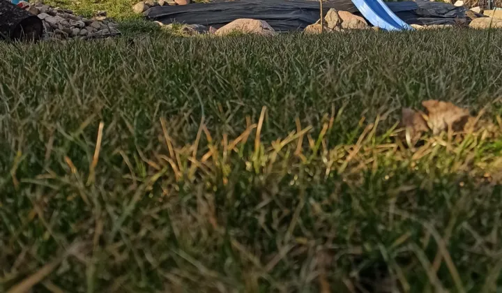 Działka rod Zielona Góra, ul. Andrzeja Struga