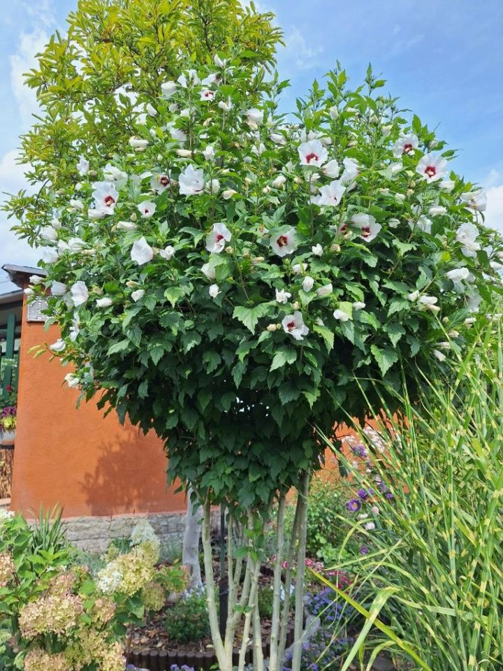 Działka rod Zielona Góra, ul. Francuska. Zdjęcie 2