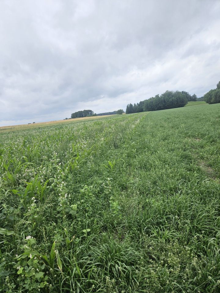 Działka rolna Rębiszewo-Studzianki. Zdjęcie 7