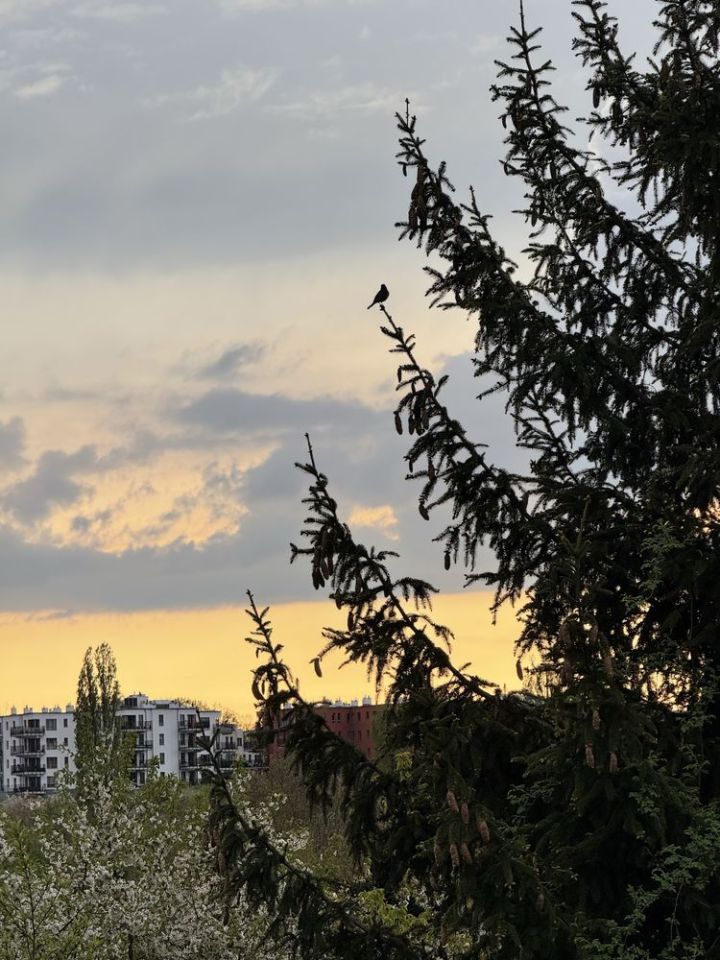 Działka rod Szczecin Golęcino, ul. Grochowa. Zdjęcie 3