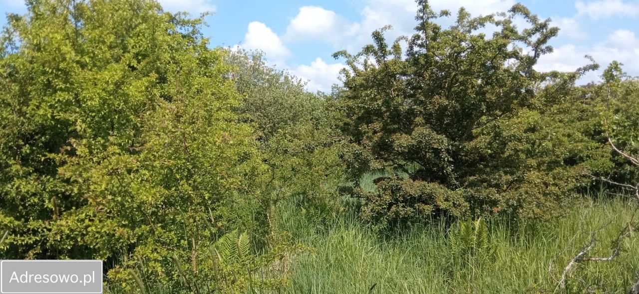 Działka rekreacyjna Niechorze. Zdjęcie 3