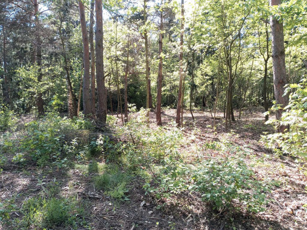 Działka budowlana Tartak Brzózki, ul. Letniskowa. Zdjęcie 3