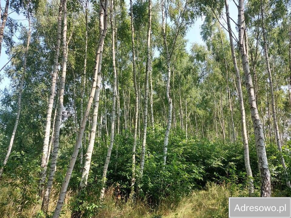 Działka rolna Bukowiec, ul. Dolna. Zdjęcie 5