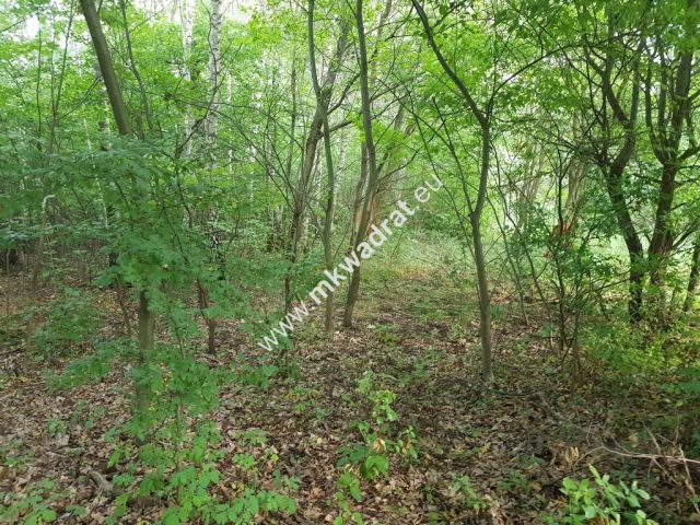 Działka rolna Grzegorzewice. Zdjęcie 3