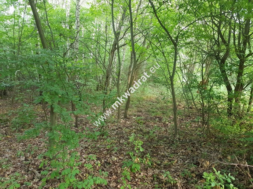 Działka rolna Grzegorzewice. Zdjęcie 3