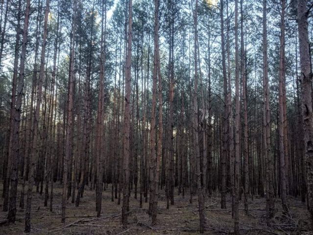 Działka leśna Silna. Zdjęcie 1